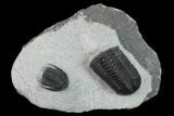 Phaetonellus Trilobite With Partial Phacopid - Morocco #134378-1